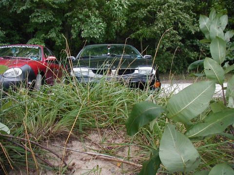 1997 Ford Taurus - Two vehicles are partially obscured by tall grass and foliage, suggesting they are parked off-road.