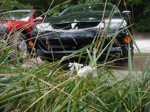 1997 Ford Taurus - A black Pontiac Firebird is parked next to a red vehicle, partially obscured by tall grass.