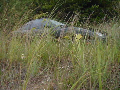 1997 Ford Taurus - A car sits abandoned and overgrown in a field of tall grass.