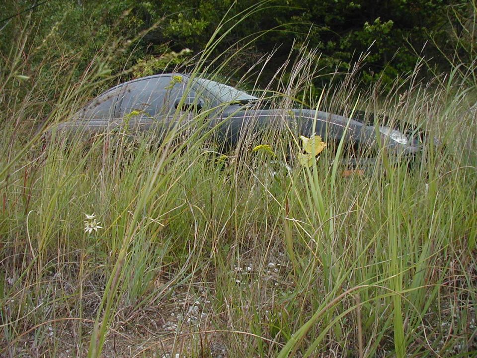 Car mostly hidden by tall grass and weeds