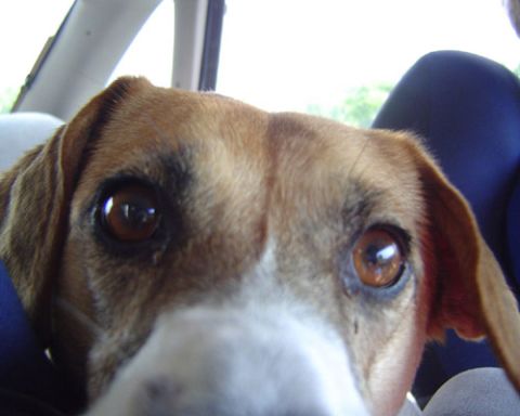 1991 Ford Taurus - A dog looks directly at the camera from inside a vehicle.