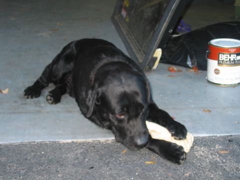 1992 Ford Bronco - my black lab, balloo