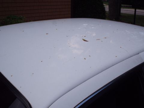 1998 Ford Taurus - A close-up view of a white car's roof, covered in scattered leaves and debris.