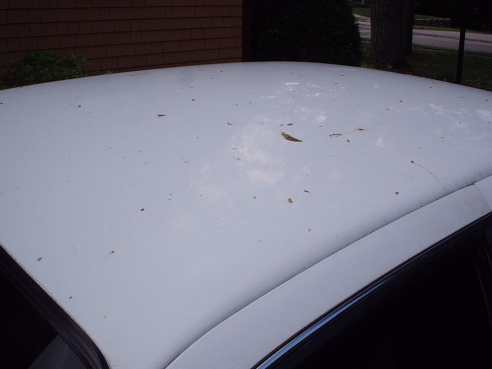 White car roof with scattered leaves and debris