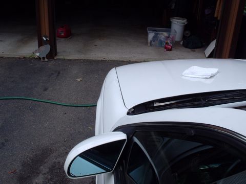 1998 Ford Taurus - White car hood and side mirror detail with garage background.