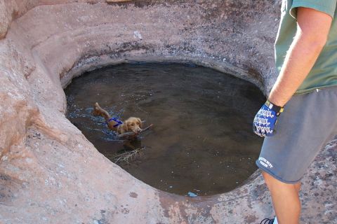 1990 Ford Bronco - Dog enjoys a swim in a desert rock formation, fetching a stick from the water.