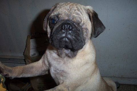 1993 Ford Taurus - This pug dog has a distinctive facial appearance with one eye partially obscured.