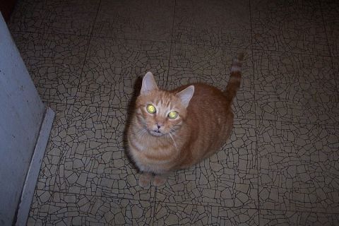1993 Ford Taurus - An orange tabby cat with bright yellow eyes looks up from a tiled floor.