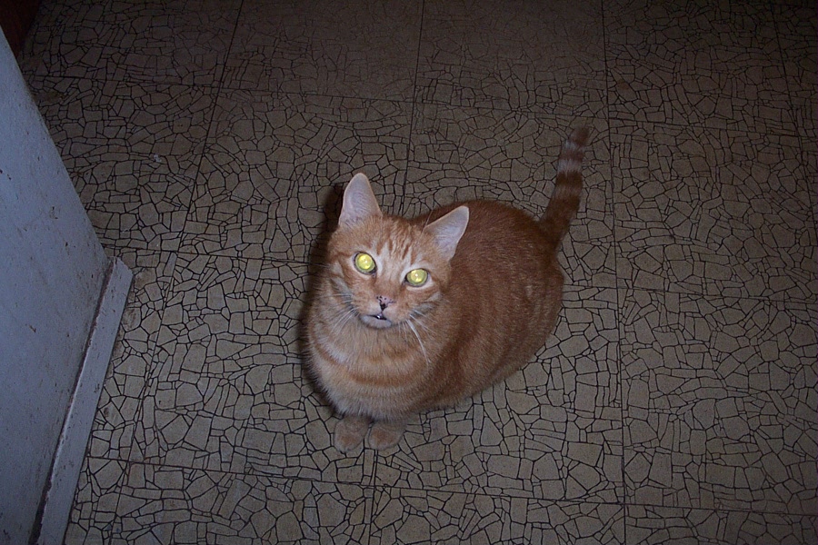 Orange tabby cat with yellow eyes sits on a tiled floor