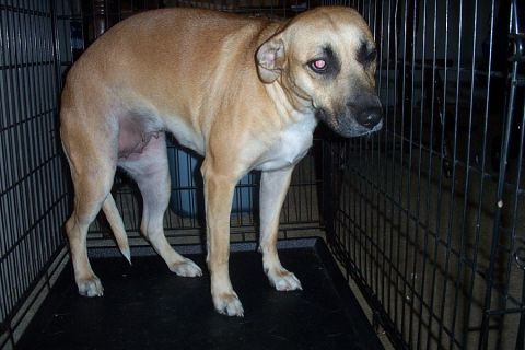 1993 Ford Taurus - A tan dog with a pinkish eye stands inside a black wire cage.