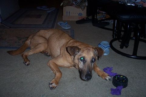 1993 Ford Taurus - A dog rests on the carpet indoors, with a toy and some footwear scattered around.