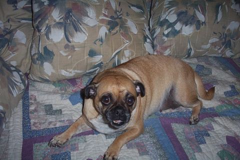 1993 Ford Taurus - A dog rests on a couch with a floral-patterned throw pillow and a quilted blanket.