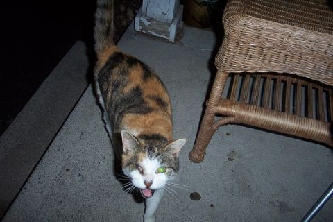1993 Ford Taurus - A calico cat with one green eye and a white chest is captured on concrete next to a wicker chair.