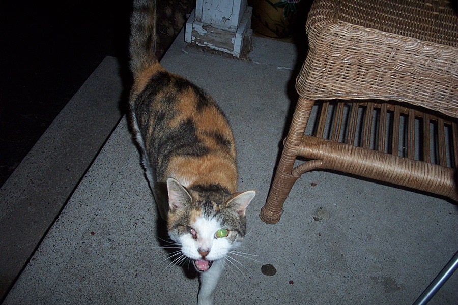 Calico cat with green eye and white chest stands on concrete near a wicker chair