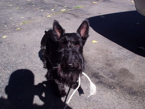1998 Ford Taurus - A black Scottish Terrier stands on a sunlit asphalt driveway holding a white rope toy, with the edge of a light-colored vehicle body visibl…