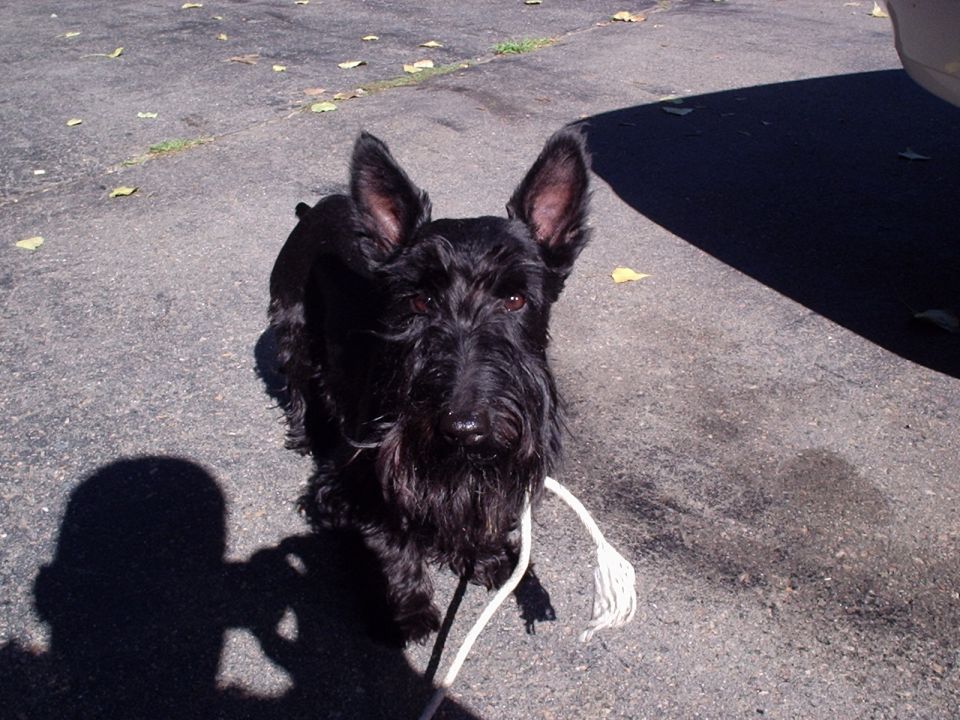Black Scottish Terrier with rope toy on asphalt driveway beside a parked car