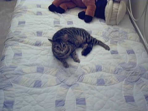 1998 Ford Taurus - A cat is lying on a bed covered with a quilt, with stuffed animals in the background.