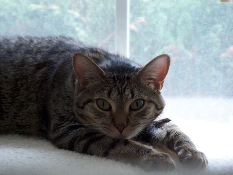 1998 Ford Taurus - A tabby cat rests near a window, its gaze fixed ahead.