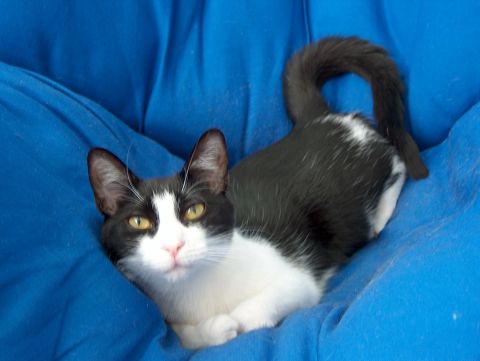 1998 Ford Taurus - A black and white cat rests comfortably on a blue surface, with the Supermotors logo visible in the corner.