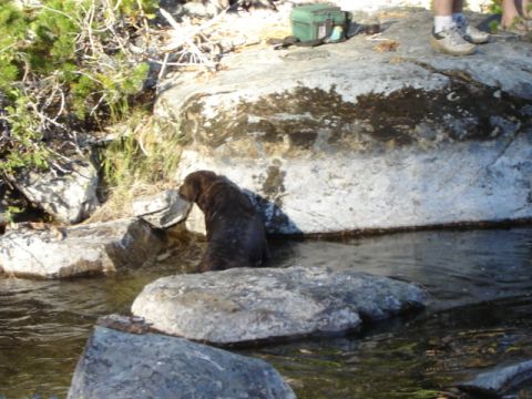 1991 Ford Bronco - Trout going for a swim