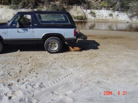 1982 Ford Bronco - on the river with puppies