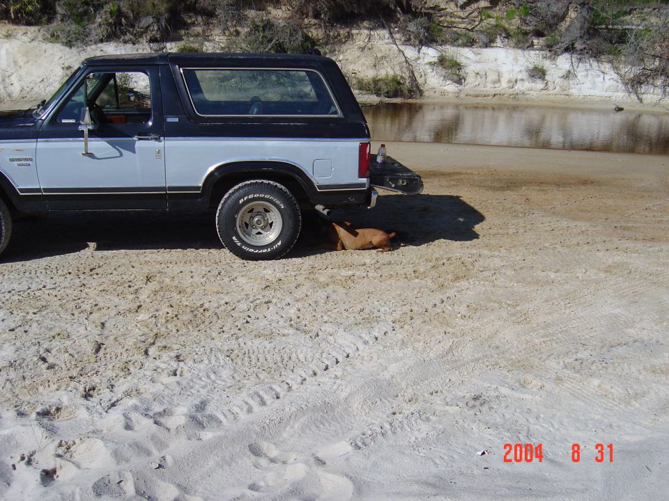 White and black Ford Bronco parked on sand by water, side view, dog lying behind rear tire.