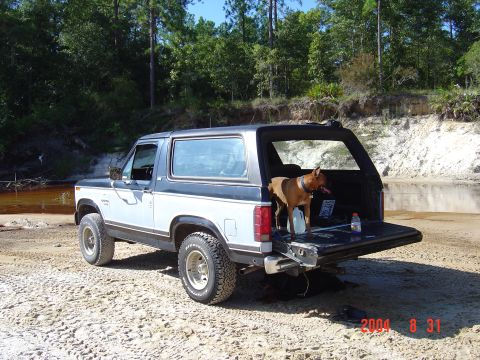 1982 Ford Bronco - A dog stands in the open tailgate of a Ford Bronco II parked by a body of water.