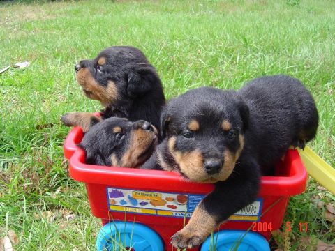 1982 Ford Bronco - Four adorable puppies are together in a bright red toy wagon, enjoying a sunny day outdoors.