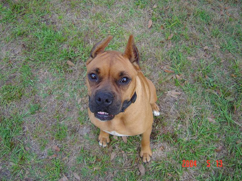 Brown dog with black collar sitting on grass