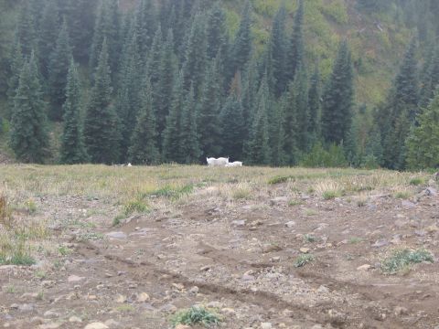 1995 Ford Bronco - Looking down from Raven's Roost at a pair of mountain goats