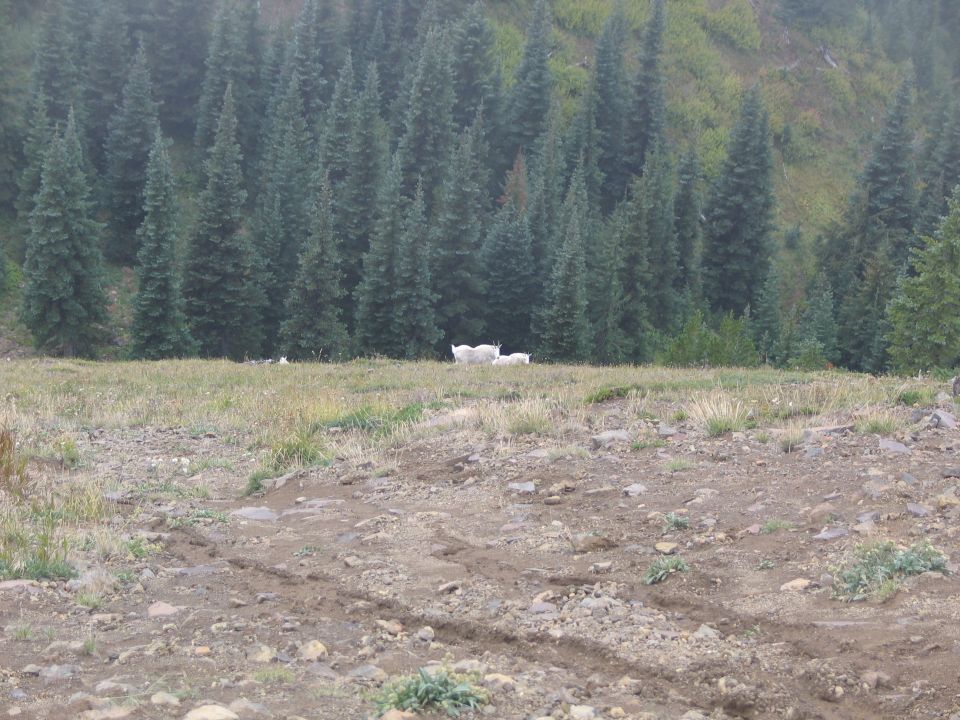 Looking down from Raven's Roost at a pair of mountain goats