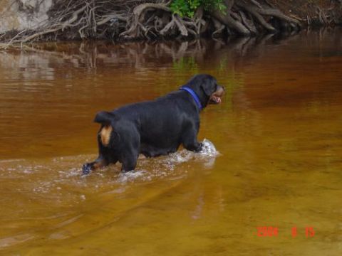1982 Ford Bronco - A Rottweiler dog wades through shallow, muddy water near a wooded bank, with a blue collar around its neck.