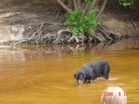 1982 Ford Bronco - A dog stands in murky water near a riverbank with exposed roots and vegetation.