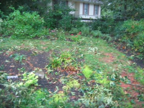 1985 Ford LTD Crown Victoria - A house is visible behind dense foliage and a leaf-strewn yard.