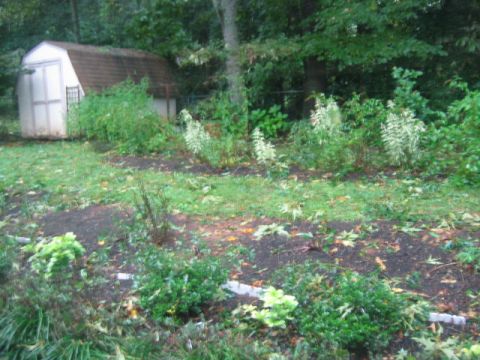 1985 Ford LTD Crown Victoria - A white shed sits in a garden area surrounded by trees and various plants.