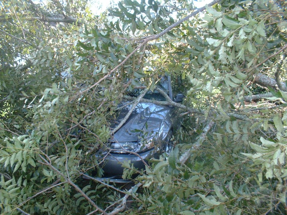 Dark colored car partially obscured by dense tree branches and leaves
