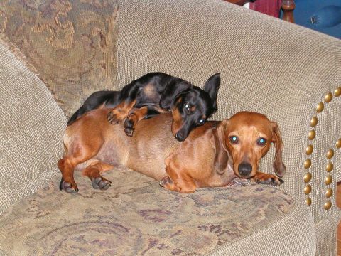 1989 Ford Bronco - A pair of dachshunds relax together on a patterned couch, with one dog resting on top of the other.