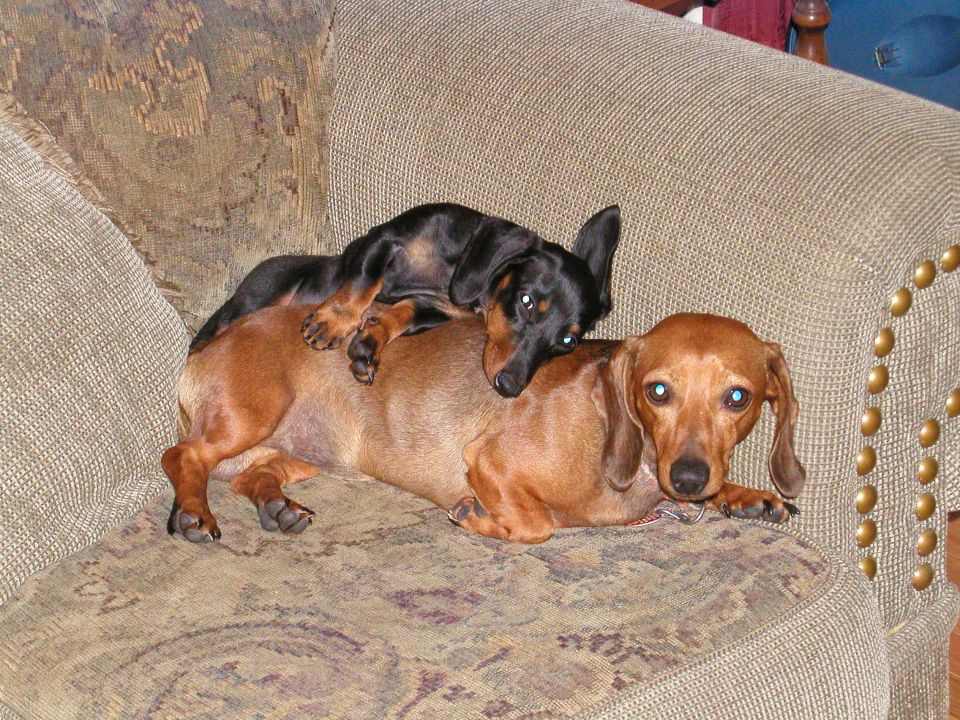 Two dachshunds, one black and one brown, are piled on top of each other on a couch