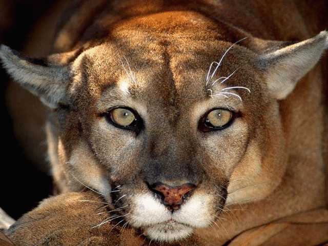 Close-up portrait of a cougar's face with golden eyes staring directly at the camera