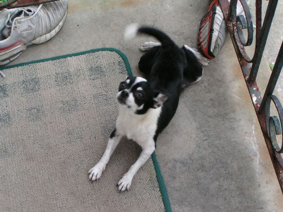 Small black-and-white dog lying on a doormat on a concrete porch