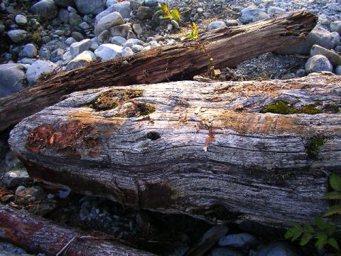 1984 Ford Bronco II - I showed that log who is boss.