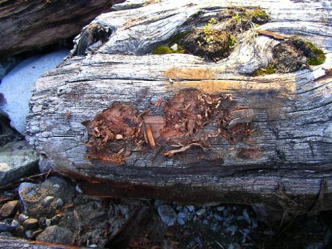 1984 Ford Bronco II - Driftwood log with moss and rocks, Supermotors.net logo in corner.