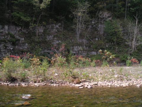 1994 Ford Bronco - A natural scene of a riverbank with foliage and a rock cliff face.