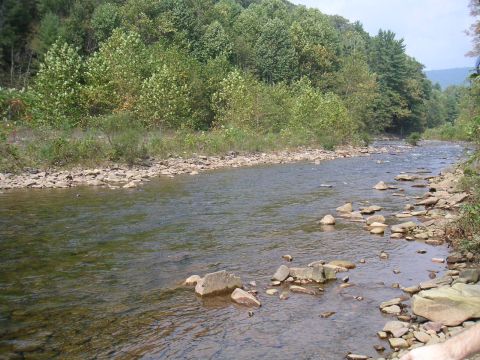 1994 Ford Bronco - A clear river flows over rocks with lush green trees lining the banks under a bright sky.