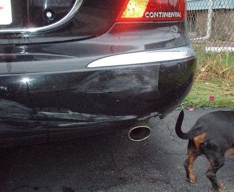 1997 Ford Crown Victoria - A dog stands near the exhaust pipe of a black car with 'CONTINENTAL' badging on the taillight.