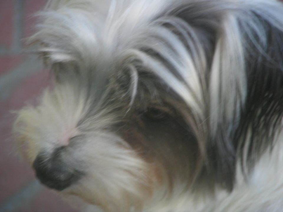 close-up of a dog's face with long fur