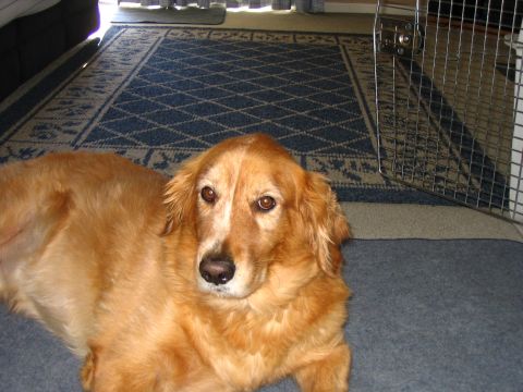 1996 Ford Taurus - my dog.