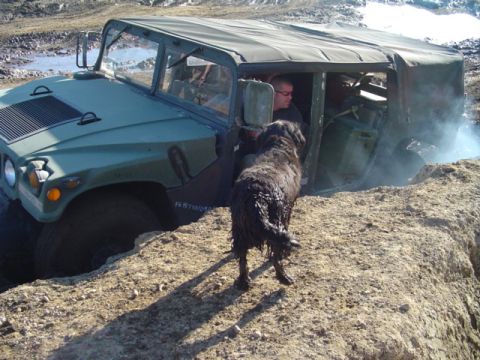 1993 Ford Bronco - A Humvee is stuck in the mud with a dog watching.