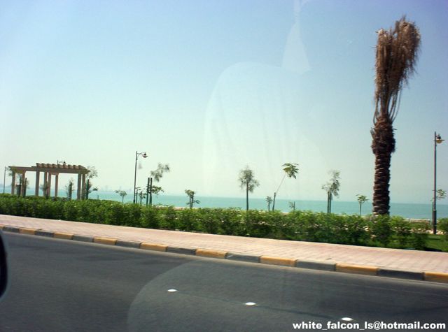 Seaside boulevard with palm tree, pergola, and hazy waterfront skyline shot through a windshield