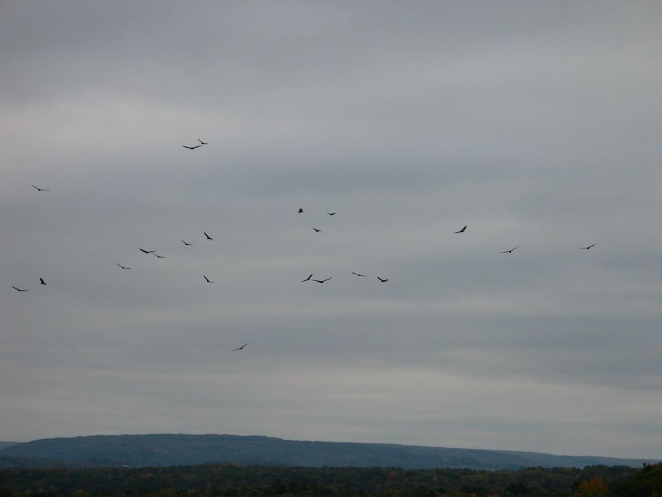 Flock of birds scattered across an overcast gray sky above a low tree-lined ridge